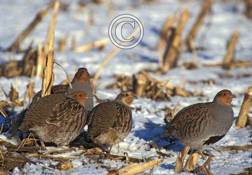 Grey Partridge  In The Snow DM0561
